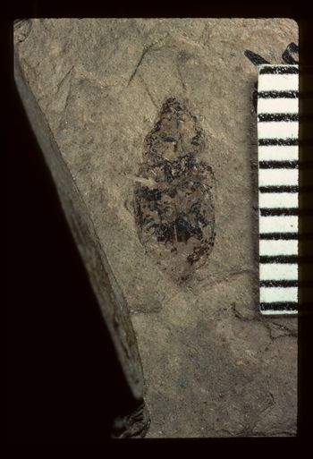 Media type: image;   Entomology PALE-1796 Aspect: full